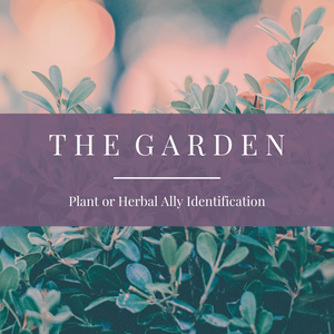 The Garden | Plant or Herbal Ally Identification