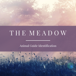 The Meadow | Animal Guide Identification Reading