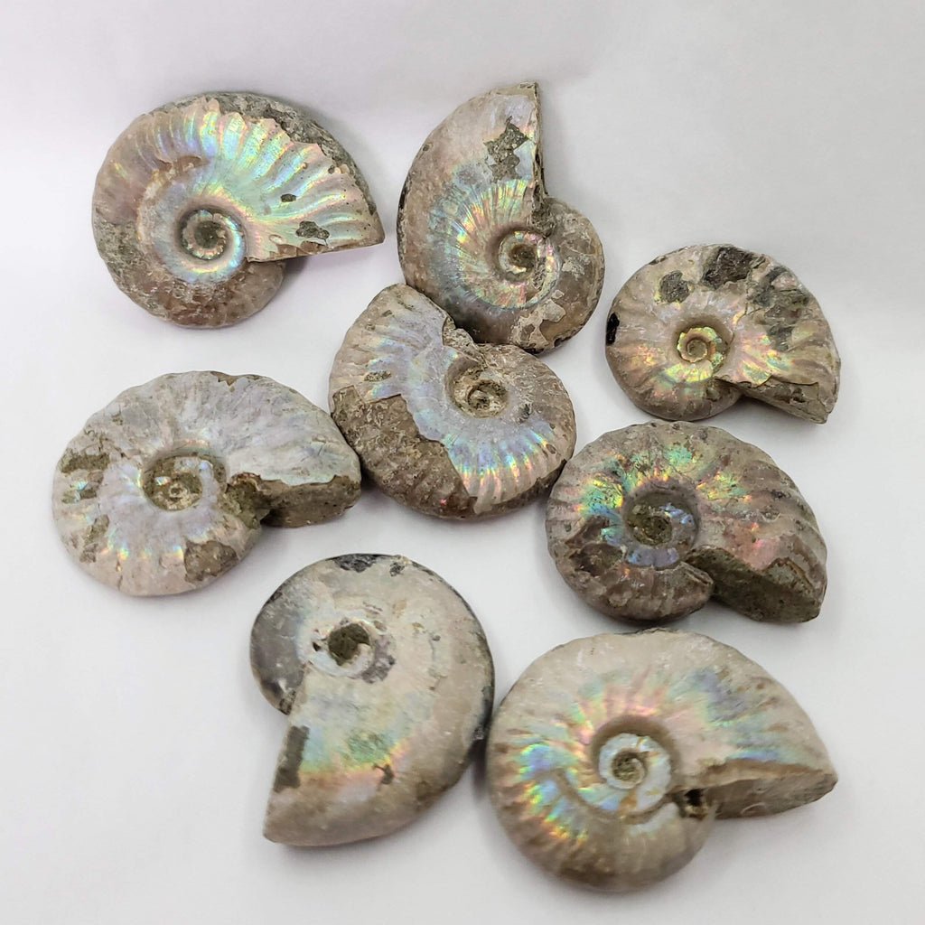 Natural Irridescent Ammonite Fossil-Laurusa Mystic-Crystal,crystals,Fossils